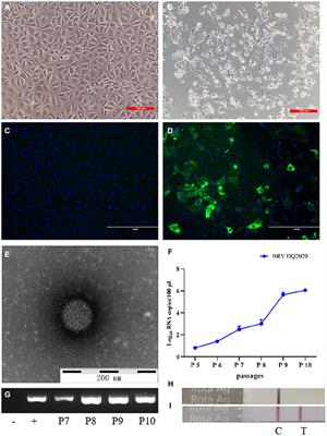 Isolation and identification of BRV G6P[1] strain in Heilongjiang province, Northeast China